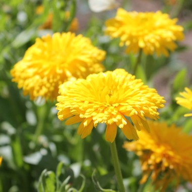 Ringelblume Chrysantha (Samen)