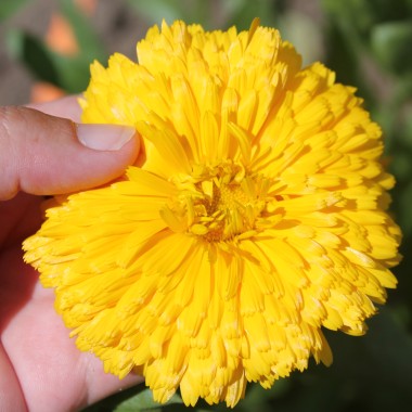 Ringelblume Chrysantha (Samen)