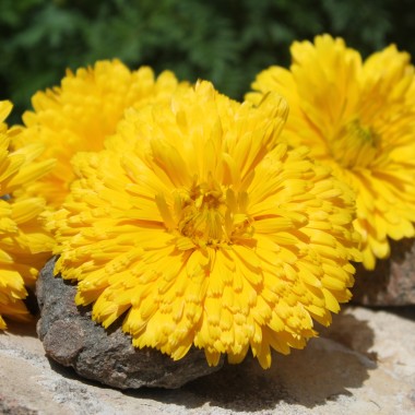 Ringelblume Chrysantha (Samen)
