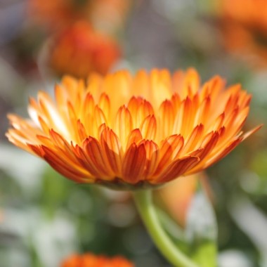 Neu! Ringelblume Colours of Peaches (Samen)
