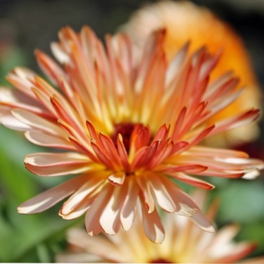 Neu! Ringelblume Colours of Peaches (Samen)