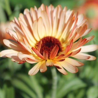 Neu! Ringelblume Colours of Peaches (Samen)