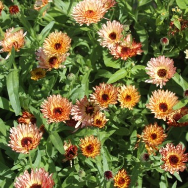 Neu! Ringelblume Colours of Peaches (Samen)