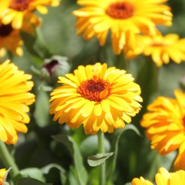 Ringelblume Indian Prince (Samen)