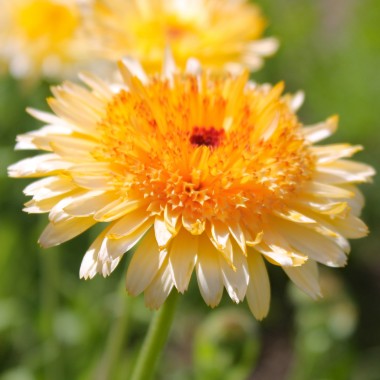 Ringelblume Kablouna Apricot (Samen)