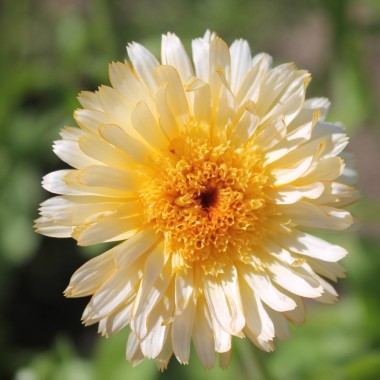 Ringelblume Kablouna Apricot (Samen)