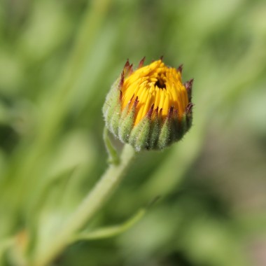 Ringelblume Kablouna Apricot (Samen)