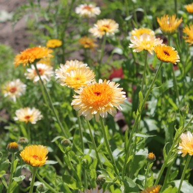Ringelblume Kablouna Apricot (Samen)