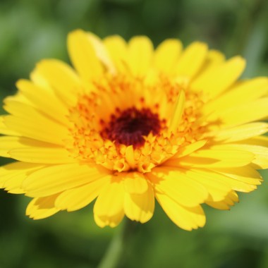 Ringelblume Kablouna Yellow with Dark Centre (Samen)