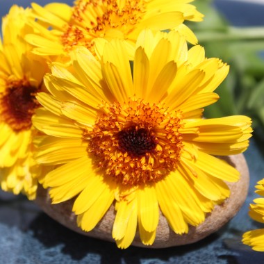 Ringelblume Kablouna Yellow with Dark Centre (Samen)