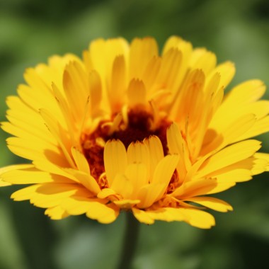Ringelblume Kablouna Yellow with Dark Centre (Samen)
