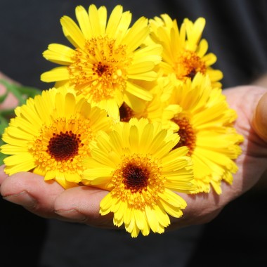 Ringelblume Kablouna Yellow with Dark Centre (Samen)