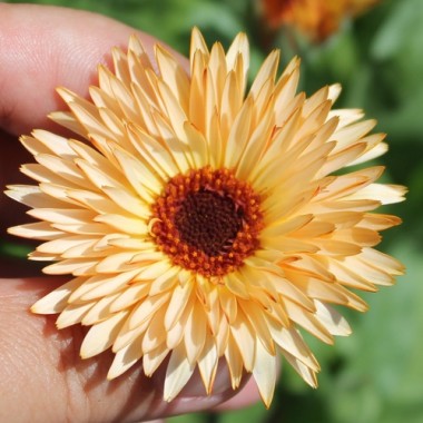 Ringelblume Orange Flash (Samen)