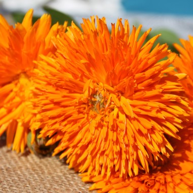 Ringelblume Orange Strahlen (Samen)