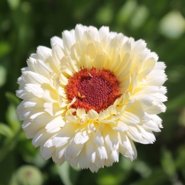 Ringelblume Snow Princess (Samen)