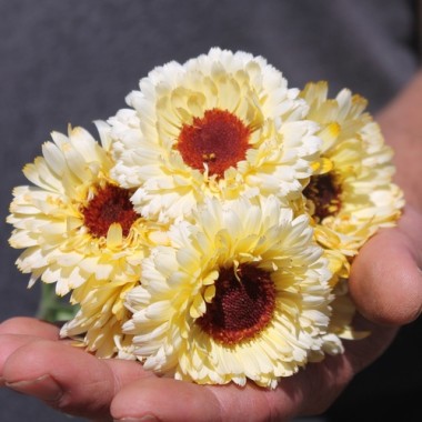 Ringelblume Snow Princess (Samen)