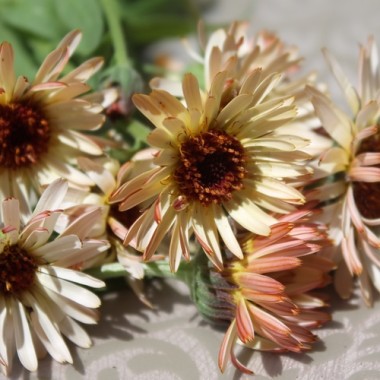 Ringelblume Sunset Buff (Samen)