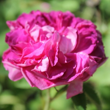 Rose Gloire des Jardins (Pflanze)