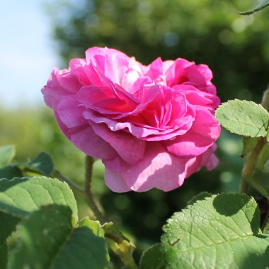 Rose Gloire des Jardins (Pflanze)