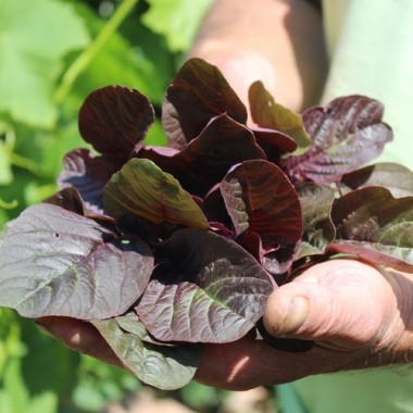 Neu! Roter Meier (Samen)