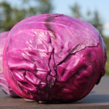 Rotkohl Cabeza Negra (Samen)