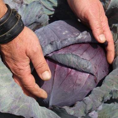 Rotkohl Langedijker Sommer (Samen)