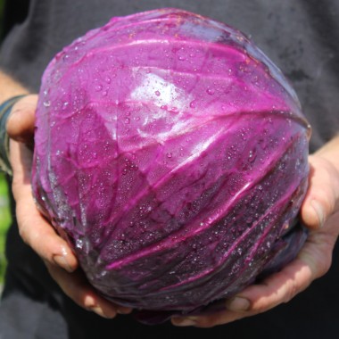 Rotkohl Langedijker Sommer (Samen)