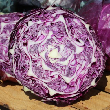 Rotkohl Langedijker Sommer (Samen)