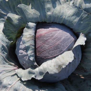 Rotkohl Langedijker Sommer (Samen)