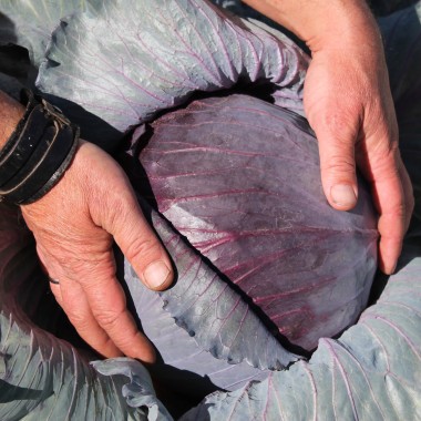Rotkohl Mammoth Red Rock (Samen)