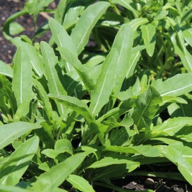 Rucola a Foglia di Oliva (Samen)