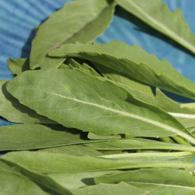 Rucola a Foglia di Oliva (Samen)