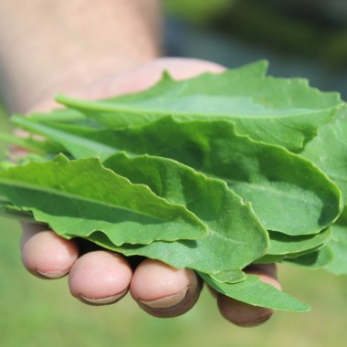 Rucola a Foglia di Oliva (Samen)