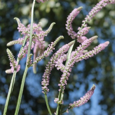 Russischer Meerlavendel (Samen)