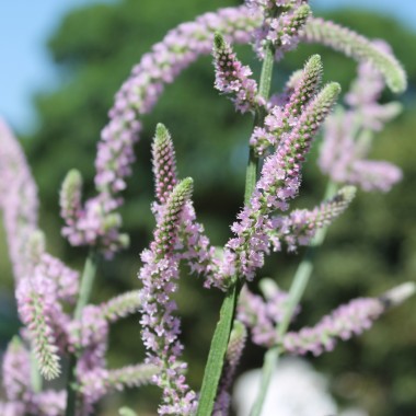 Russischer Meerlavendel (Samen)