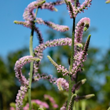 Russischer Meerlavendel (Samen)
