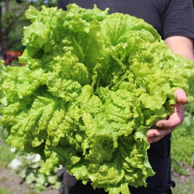 Pflücksalat Australischer Zartblättriger (Samen)
