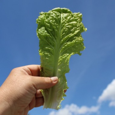 Pflücksalat Australischer Zartblättriger (Samen)