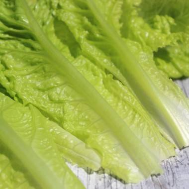 Pflücksalat Australischer Zartblättriger (Samen)