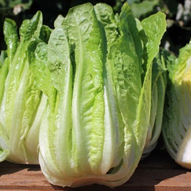Salat Blonde Maraichère (Samen)