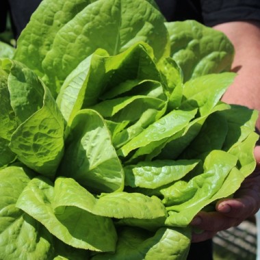 Salat Blonde Maraichère (Samen)