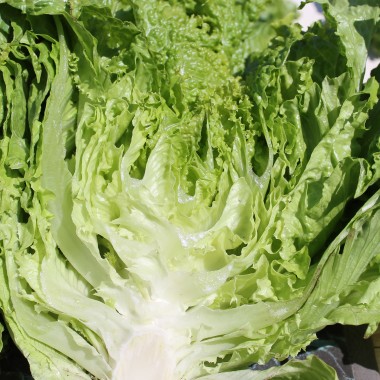 Eisbergsalat Blonde de Paris (Samen)