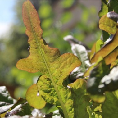 Salat Bronze Beauty (Samen)