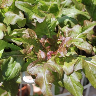 Salat Bronze Beauty (Samen)