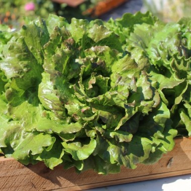 Salat Canasta (Samen)