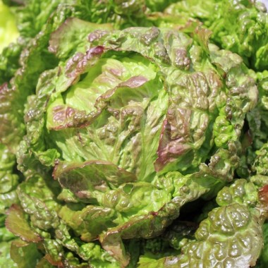 Neu! Salat Chrystal (Samen)