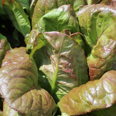 Neu! Salat Cimarron (Samen)