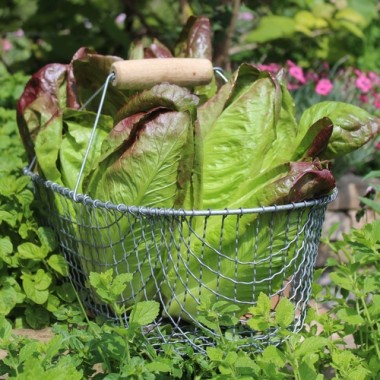 Neu! Salat Cimarron (Samen)