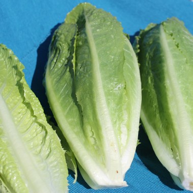 Salat Crisp Mint (Samen)