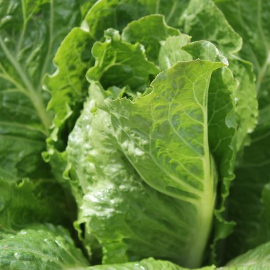 Salat Crisp Mint (Samen)